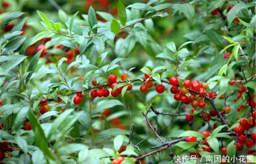 『花期』春季养1盆“郁李”,花期绽放比“桃花”还美艳,果子还能通便秘