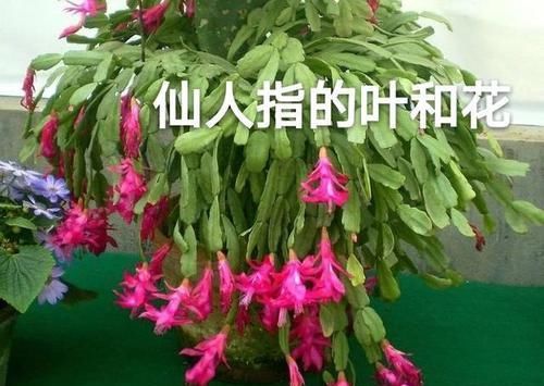  假昙花的花■如何区别蟹爪兰，假昙花和叶仙这三种绿植盆栽？