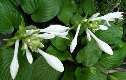  「适合」喜欢养花，就养一颗玉簪花，花朵如玉簪，适合室内栽种。