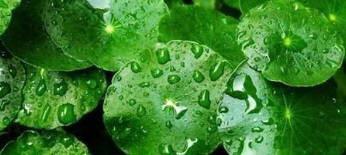  『花草』这3种花，就喜欢淋雨，越淋雨长得越快，叶子窜满盆，开花多！