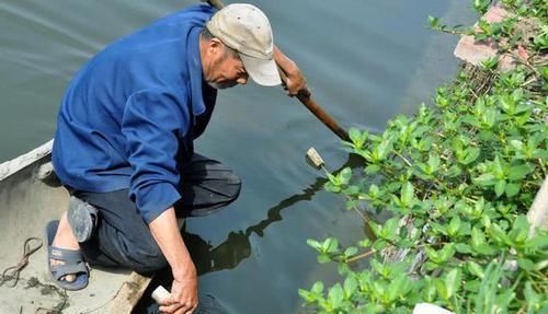 「更肥」为什么河岸边石头缝里钓到的黄鳝更肥更大?老头给了我答案