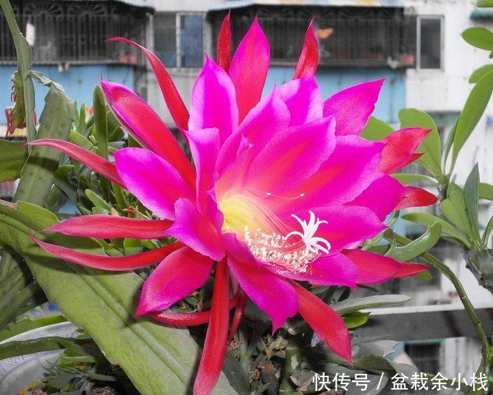  『喜欢』喜欢在家养护花卉，就选3种花卉，花色艳丽，花期长，开花量繁多