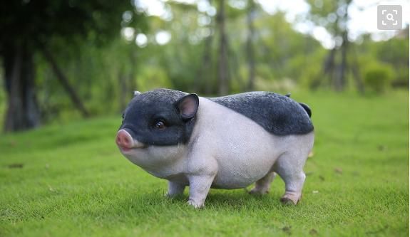 『明朝』明朝开国皇帝朱元璋,避讳猪不能叫猪,取一个可爱称呼肥肥