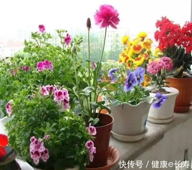  家里：阳台养花6个坑，踩了一个也不行，怪不得养花总不活