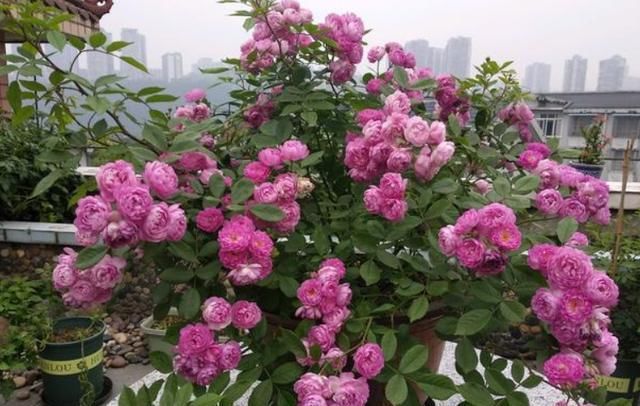  类植物■新手养花不要乱施肥，分门别类，一对一满足生长、开花需求