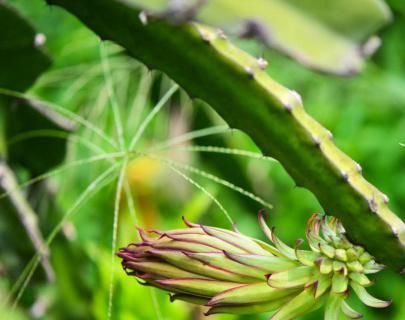 『天尺』量天尺怎么养,有什么作用?镇宅化煞