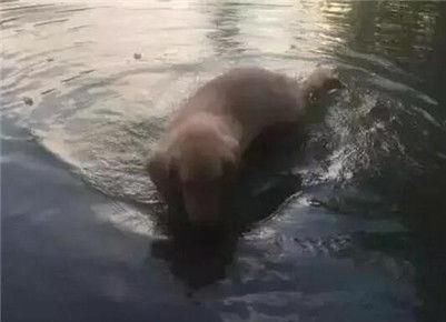 「爷爷生病」金毛在爷爷重病期间偷偷溜出去玩找到金毛后爷爷感动哭了