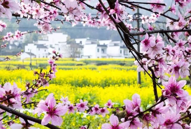 3月，去婺源看漫山油菜花