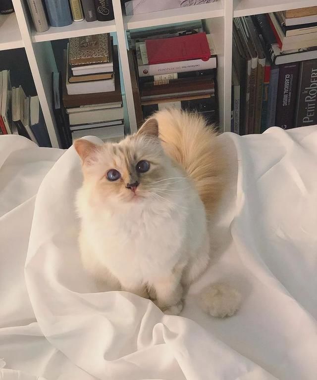  [Fran?oise]老佛爷逝世一周年，那只继承了21亿遗产的爱猫现在过得怎么样？