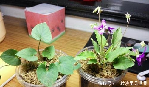  『老人』年轻人不懂的小紫花，老人见了很珍惜，价值高好看又好吃