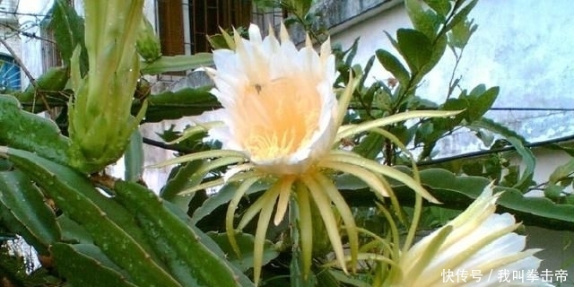  果实|农村一种植物，花朵比果实更珍贵，却少有人知，常被忽视