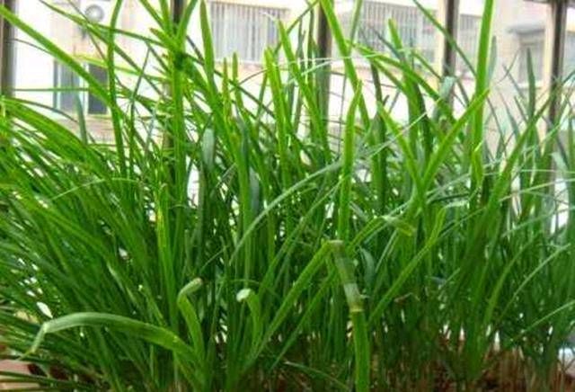 「韭菜花」阳台用韭菜盆栽,一年可收获一次。这种花也可以做成韭菜花,味道鲜美