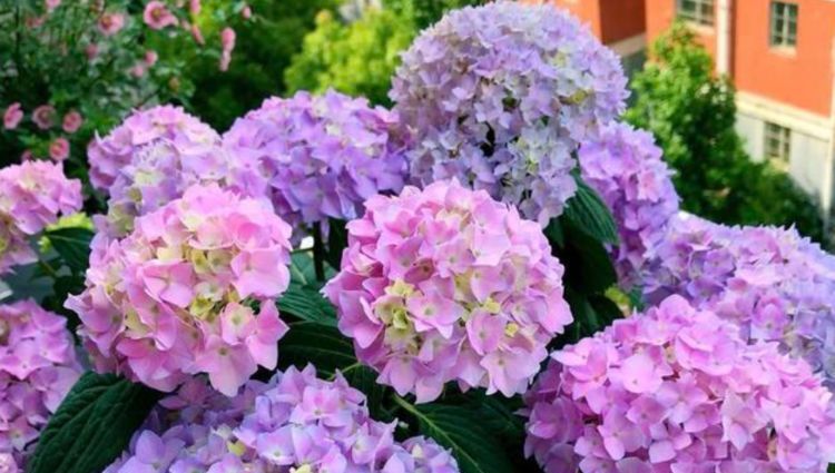 【养分】人人都喜欢的4种花,花朵漂亮又好养,一养就爆盆,开满阳台!