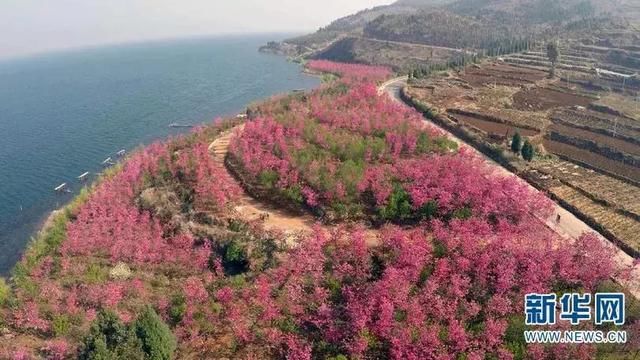 春季花开哪家强？云南16州市最美赏花点看过来！