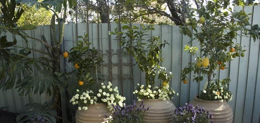  家里|家里养这几种植物就可以室内更自然凉爽