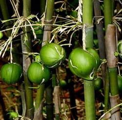  「口感」原来竹子也有果实，50年才结一次果，口感绵密，还十分可口？