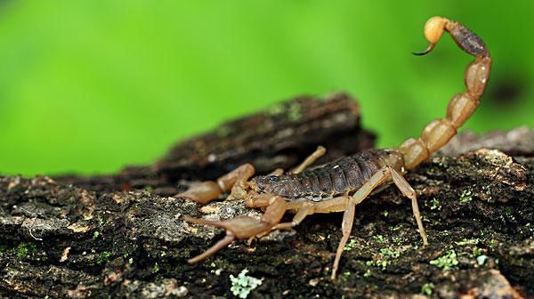  「农村」农村养殖，八大骗局