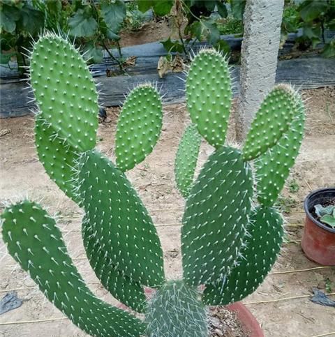  『植株』仙人掌这么养，侧芽冒不停，叶片肥厚，俩月就爆盆