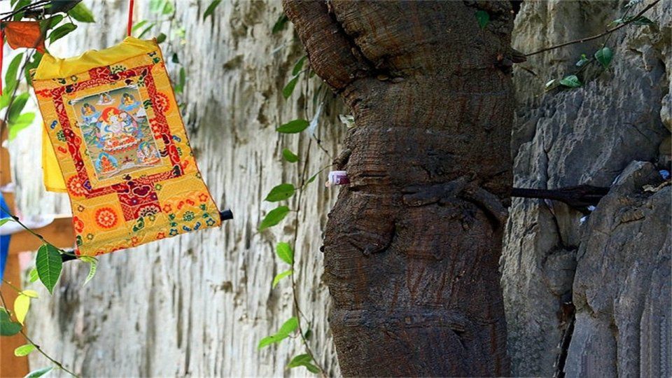 香格里拉的一棵神树菩提，长出来一只“佛手”，吸引不少人去膜拜