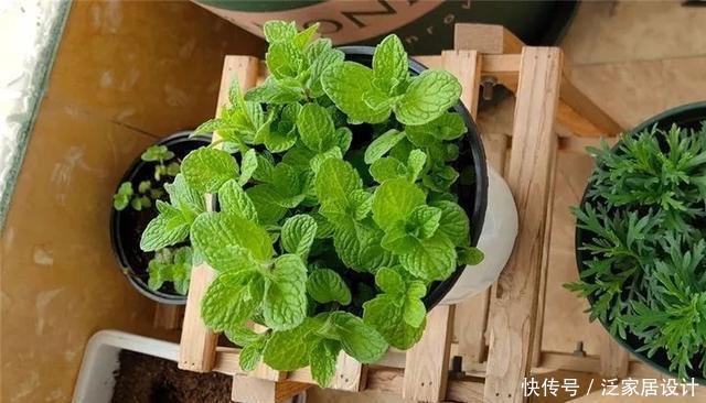  [图片作者]扦插技巧：这6种花现在扦插，丢土里就生根，插多少活多少！