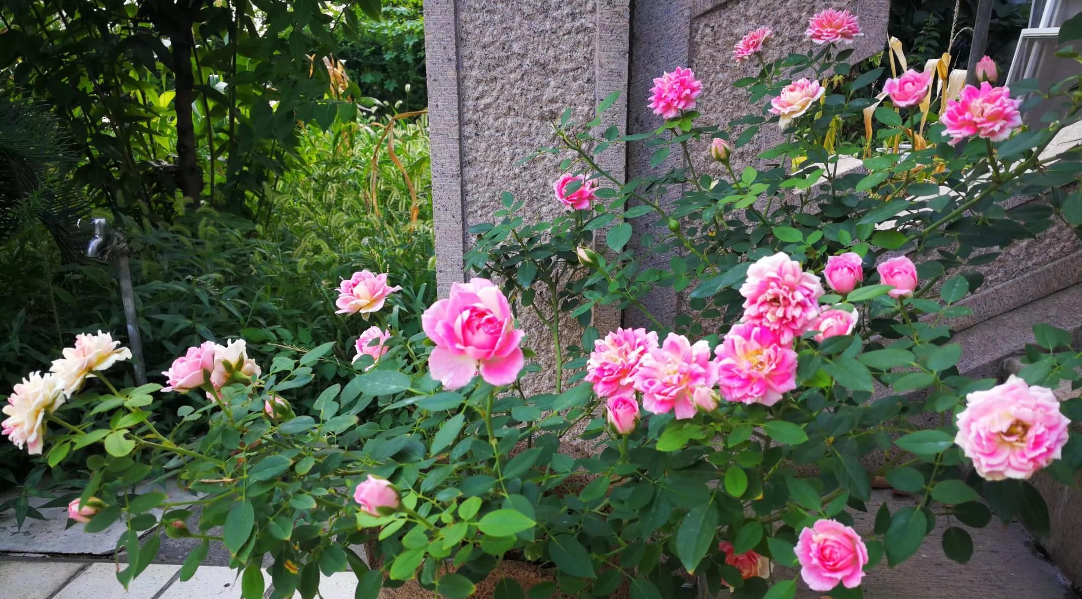  『芳香』此植物号称“开花机器”，四季开花不停，漂亮又芳香，还很好养活
