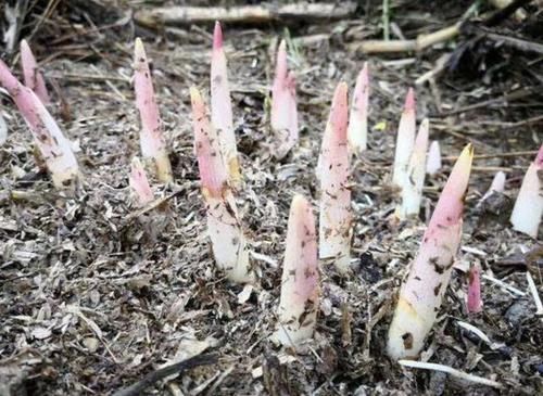  「植物」林荫下的“1种植物”，被称为“洋合笋”，以往没人要，如今值钱