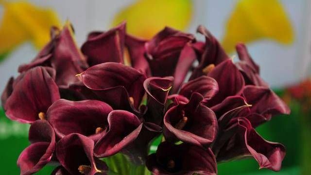  喜欢■3种花养了就爆盆，好养易活开花漂亮，招财又纳福，谁养谁喜欢