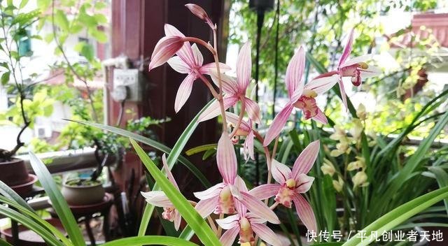  花箭@养兰花，“2懒1勤”别规矩，新芽冒不停，花箭“半米高”