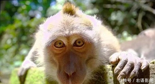 外国兰花撞脸孙悟空!售价高达5000元,游客:长这样为了吸引猴子?