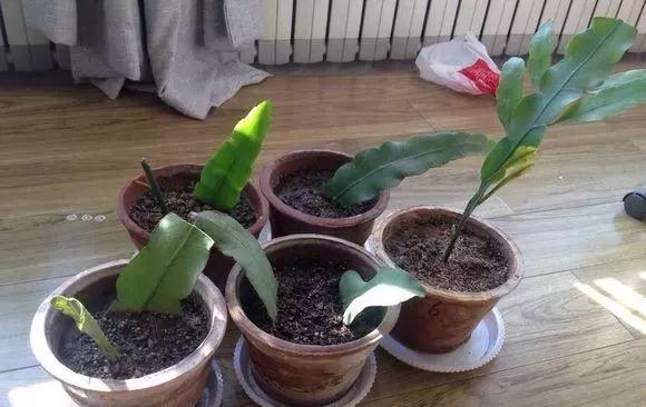 【发芽】5种花太贵,别花“冤枉钱”,剪片叶子丢盆里,20天生根发芽!
