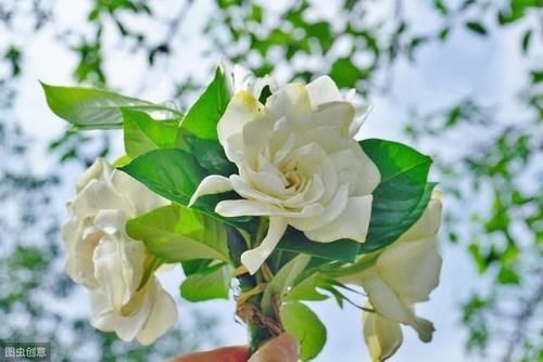  『花语』栀子花象征永恒的爱，栀子花怎么养？记住这些要点，小白也能养好