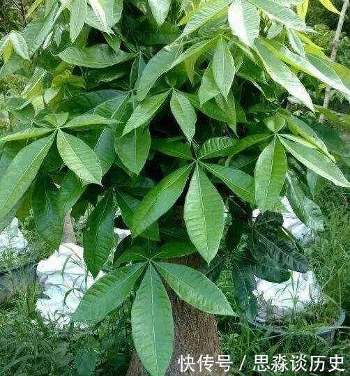 『发财树』10米长的绿萝,阳台放不下了,看看他是怎么养的吧