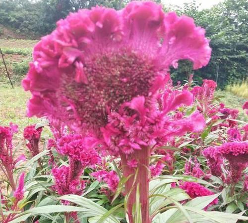  「好玩」植物戴上动物的名字以后惊艳了世界，8种带“鸡”的植物太好玩