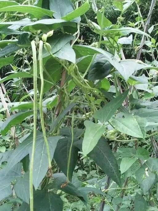  【检查】爸爸，今年我种在阳台上的芍药开花了呢