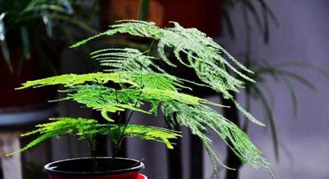【血通淋】此花,具有润肺止咳,凉血通淋之功效。