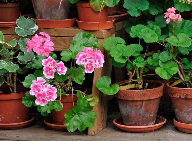  「养护时」天竺葵叶片发黄易掉落，别着急，原因在这