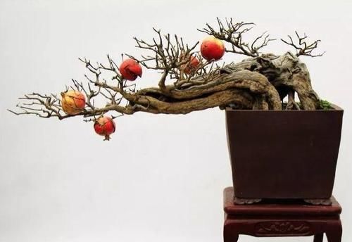  花盆@一个碗大的花盆，也能种出苹果树？别说，看着还挺诱人的！