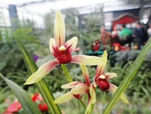  养兰：曾价格不菲的两款兰花，花色艳丽无比，花型独特罕见，养兰必选