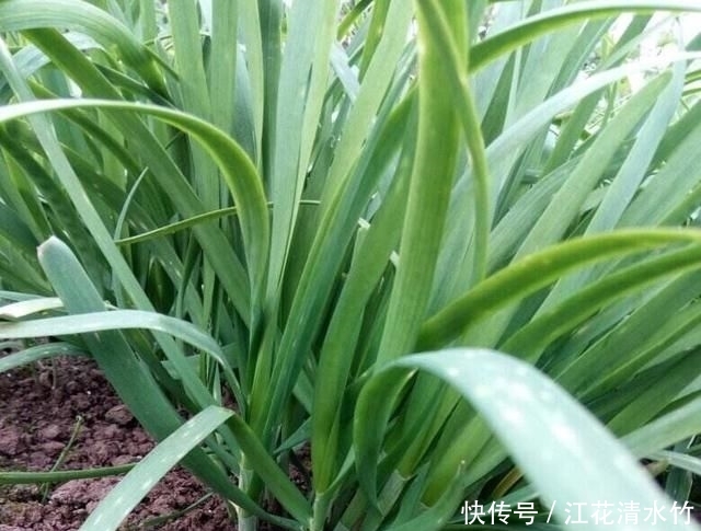 『塑料』冬季养盆栽韭菜,只需做“1步”,叶子又肥又壮,收获一茬接一茬