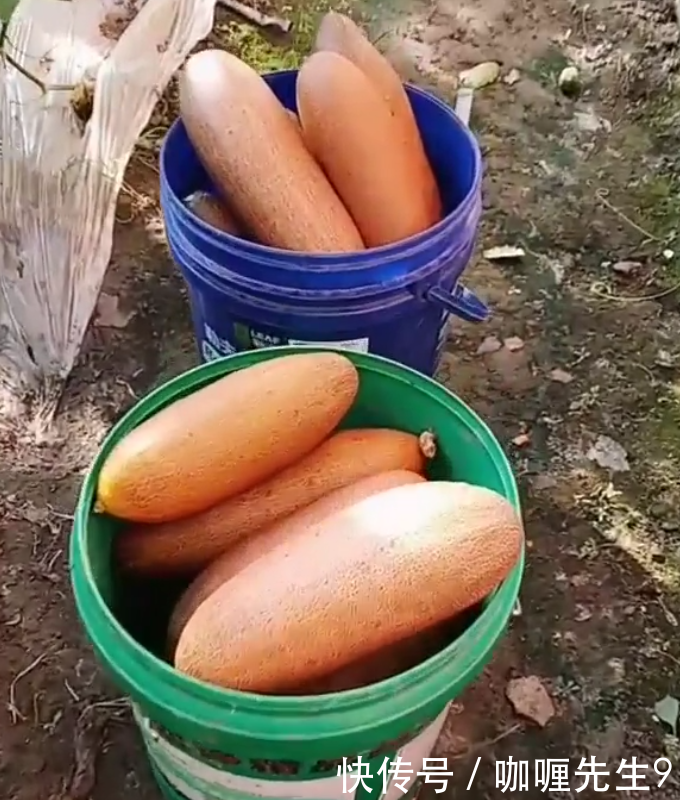 农民种植“果蔬两用”的它，单个重3斤，20元一个，年赚十几万！