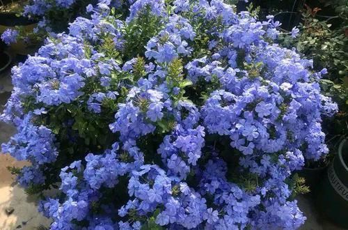  [花开]阳台养盆蓝雪花，开花一波接一波，扎成花墙棒棒糖，花开都泛滥