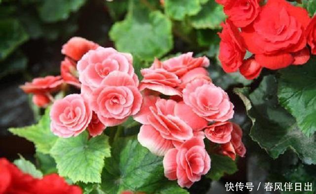  #适合#春天里，3种花最适合养护，外形优美花香浓郁，关键成活难度超低