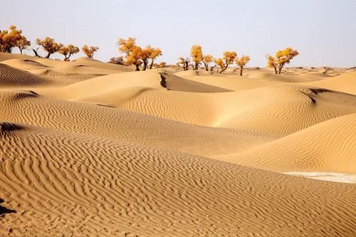  「树木」如果把塔克拉玛干沙漠改造成森林，会有什么影响呢？答