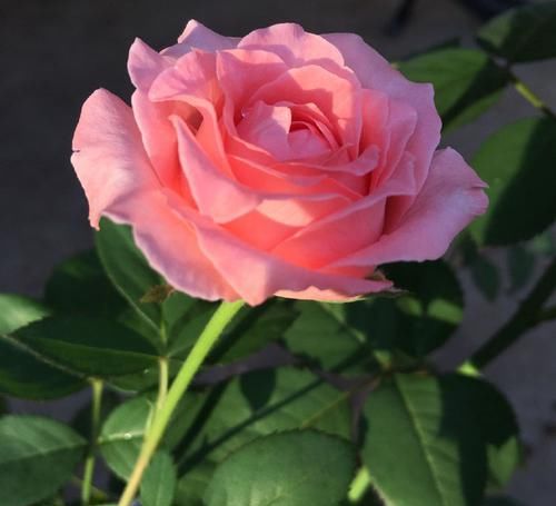  适合@适合懒人养的花，不用怎么管理，四季赏花，花开艳丽芳香怡人