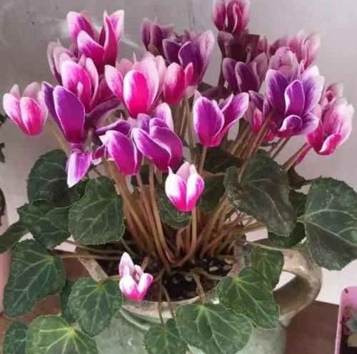 #人叫它#养花总担心养不活、黄叶怎么办？不如盆栽这3款，好看、易开花