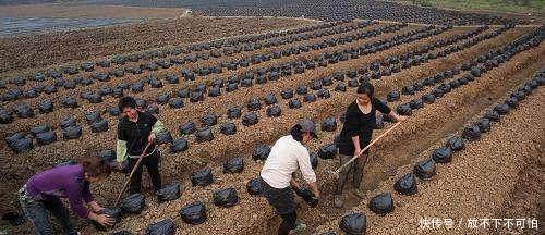 农民不种玉米种“树根”，亩产1万斤，每斤可卖2元！