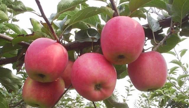  超市|今年的苹果“怪相”，果农卖价5毛钱，超市里最低5元，什么