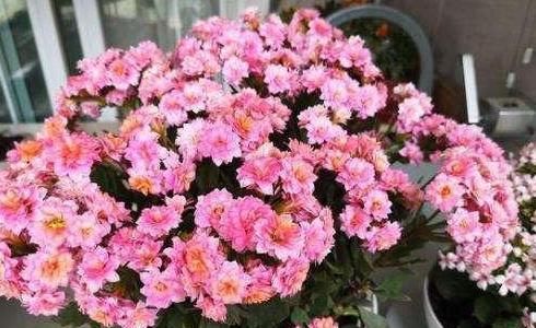  #人叫它#养花总担心养不活、黄叶怎么办？不如盆栽这3款，好看、易开花