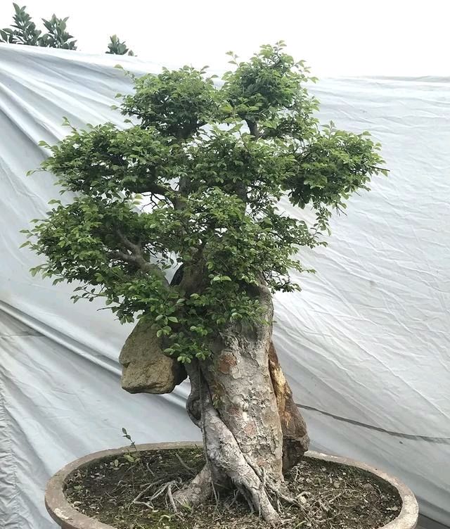  『朱立明』欣赏朱立明的盆景，学会体贴！