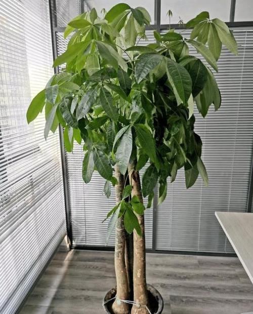  「就行」不会养发财树，教你“管理”小技巧，不黄叶不烂根，枝叶繁茂油亮